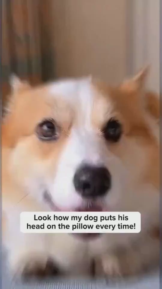 1.mp4